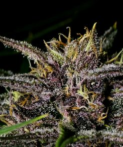 Purple Haze ™ Auto Fem Esrar Tohumu (Fast Buds)