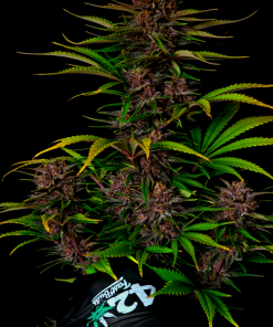 Purple Haze ™ Auto Fem Esrar Tohumu (Fast Buds)