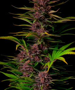 Purple Haze ™ Auto Fem Esrar Tohumu (Fast Buds)