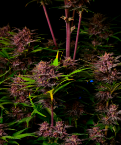 Purple Haze ™ Auto Fem Esrar Tohumu (Fast Buds)
