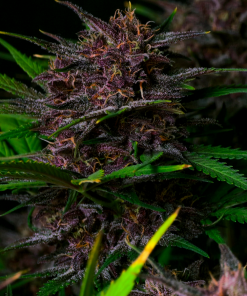 Purple Haze ™ Auto Fem Esrar Tohumu (Fast Buds)