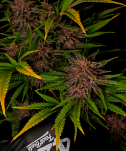 Purple Haze ™ Auto Fem Esrar Tohumu (Fast Buds)