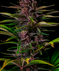 Purple Haze ™ Auto Fem Esrar Tohumu (Fast Buds)
