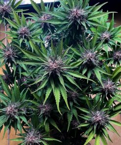 Purple Haze ™ Auto Fem Esrar Tohumu (Fast Buds)