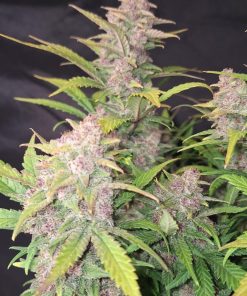 Purple Haze ™ Auto Fem Esrar Tohumu (Fast Buds)