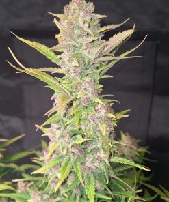Purple Haze ™ Auto Fem Esrar Tohumu (Fast Buds)
