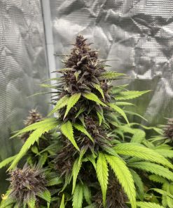 Purple Haze ™ Auto Fem Esrar Tohumu (Fast Buds)