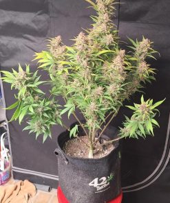Purple Haze ™ Auto Fem Esrar Tohumu (Fast Buds)