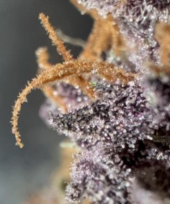Purple Haze ™ Auto Fem Esrar Tohumu (Fast Buds)