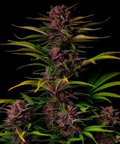 Purple Haze ™ Auto Fem Esrar Tohumu (Fast Buds)