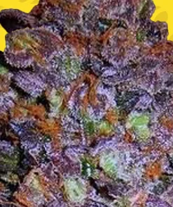 Purple Haze Auto Fem Esrar Tohumu (Original Sensible Seeds)