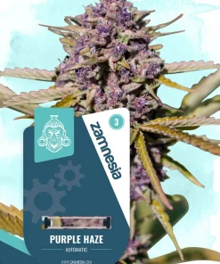 Purple Haze Auto Fem Esrar Tohumu (Zamnesia Seeds)