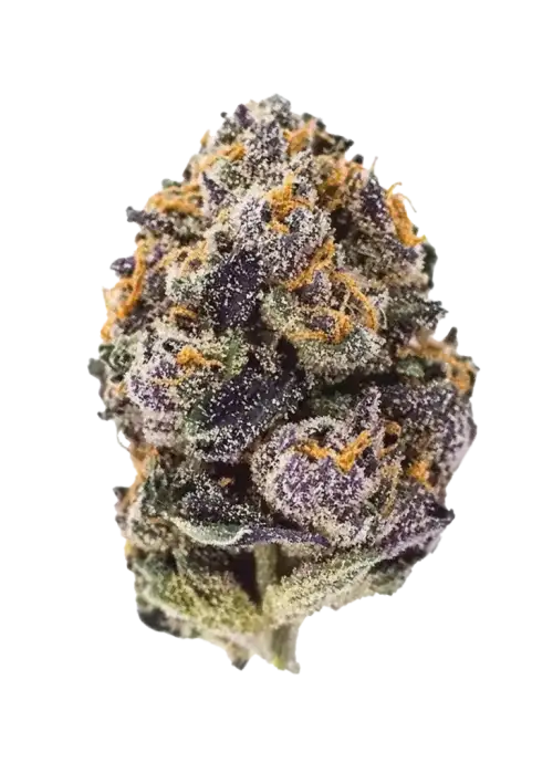 Purple Haze Auto, üzüm aroması ve enerji veren etkisiyle öne çıkan Sativa baskın bir türdür. Otomatik çiçeklenen bu eşsiz türü keşfedin.