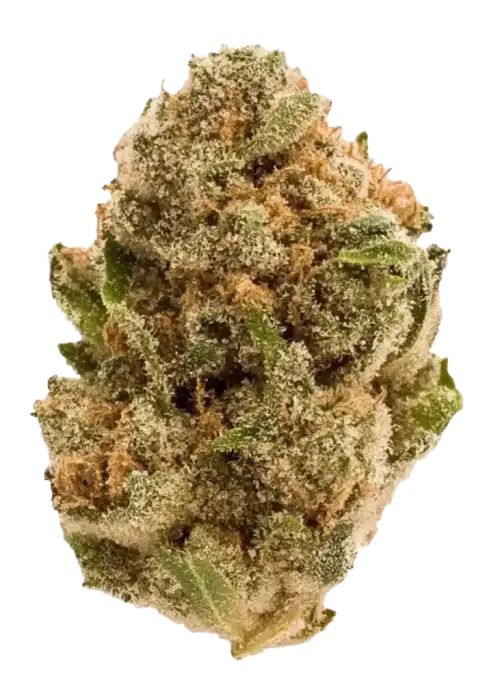 Purple Haze, tatlı yaban mersini aroması ve yüksek sativa etkisiyle bilinen efsanevi bir türdür. Mor alt tonlu tomurcuklarını keşfedin ve genetik yapısını görüntüleyin.