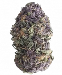 Purple Honey, tatlı üzüm aroması ve rahatlatıcı etkisiyle bilinen dengeli bir hibrit türdür. Uykusuzluk ve stresi azaltmaya yardımcı olabilir. Özelliklerini keşfedin.