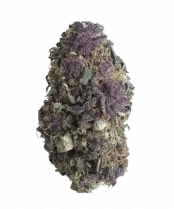 Purple Ice Water, tatlı meyve aromaları ve 'lık THC oranıyla dikkat çeken dengeli bir hibrit türdür. Yüksek verimli bu türü keşfedin ve etkilerini görüntüleyin.