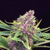 Purple Kush Feminized Esrar Tohumu (Kannabia Seed Company)