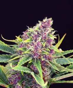 Purple Kush Feminized Esrar Tohumu (Kannabia Seed Company)