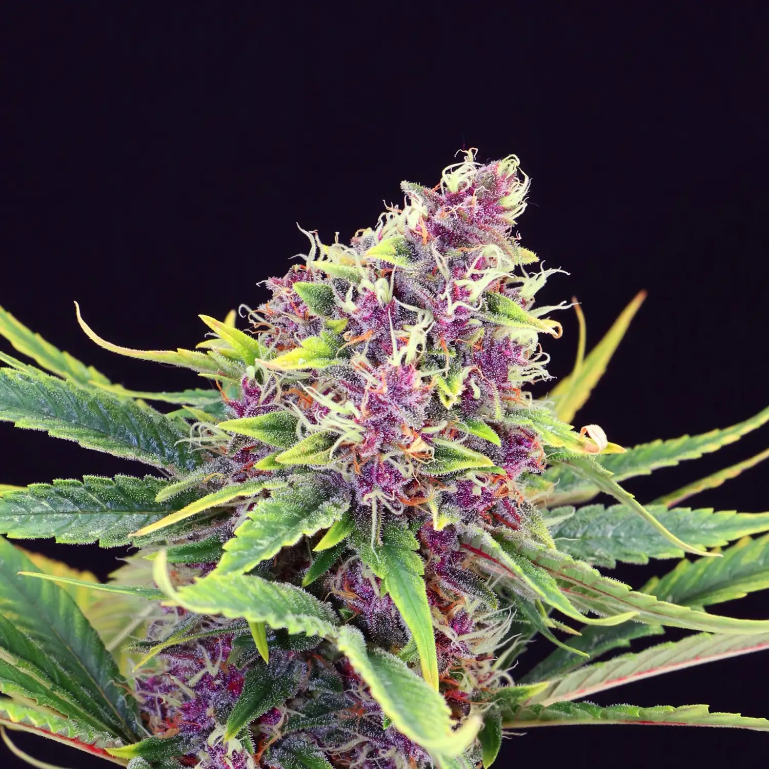 Purple Kush Feminized Esrar Tohumu (Kannabia Seed Company)