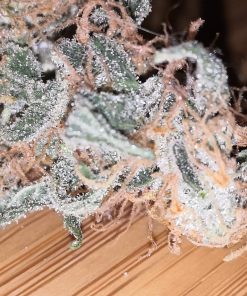 Purple Kush Feminized Esrar Tohumu (Kannabia Seed Company)