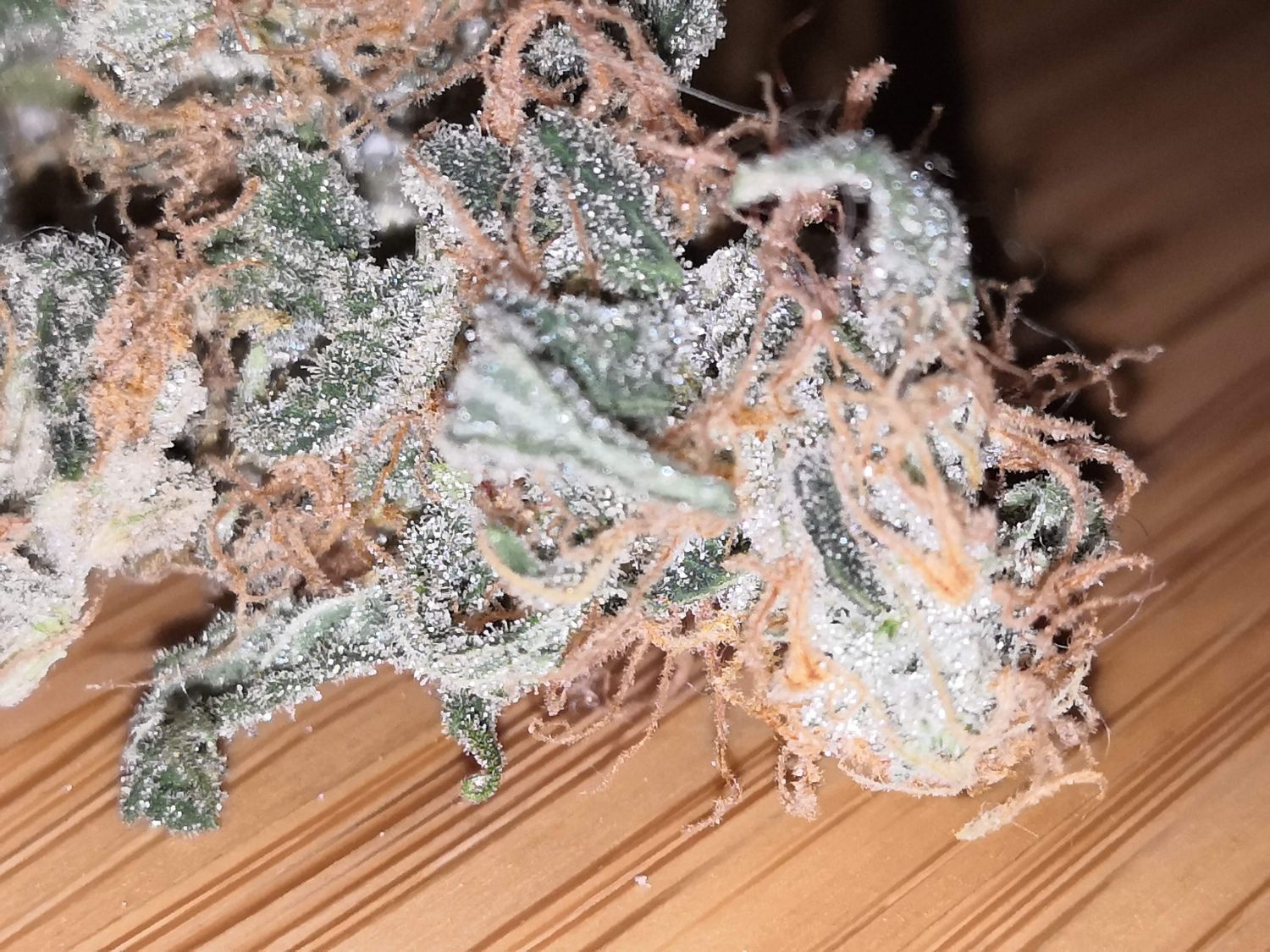 Purple Kush Feminized Esrar Tohumu (Kannabia Seed Company)