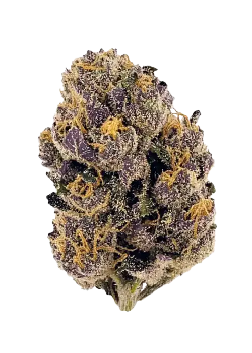 Purple Kush, tatlı meyve aromaları ve güçlü etkisiyle bilinen saf bir Indica türüdür. Ağrı ve uykusuzluğa iyi gelir. Bu eşsiz türü keşfedin.