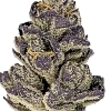 Purple Lemonade, sert üzüm aroması ve yüksek THC içeriğiyle bilinen Indica dominant bir türdür. Etkilerini ve genetik yapısını keşfetmek için hemen görüntüleyin.