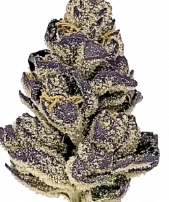 Purple Lemonade, sert üzüm aroması ve yüksek THC içeriğiyle bilinen Indica dominant bir türdür. Etkilerini ve genetik yapısını keşfetmek için hemen görüntüleyin.