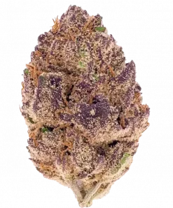 Purple Lemonade Auto, limon aromaları ve yüksek THC içeriğiyle öne çıkan Indica dominant bir türdür. Genetik yapısını ve potansiyel faydalarını keşfedin.