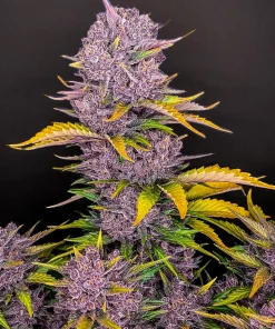Purple Lemonade Auto Fem Esrar Tohumu (Fast Buds)