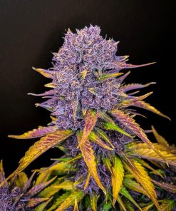 Purple Lemonade Auto Fem Esrar Tohumu (Fast Buds)