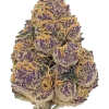 Purple Lemonade FF, sert limon ve portakal aromalarıyla öne çıkan Sativa baskın bir türdür. Yüksek THC içeriğiyle dikkat çeker. Genetik yapısını keşfedin.