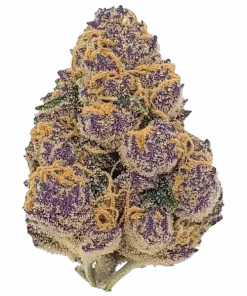 Purple Lemonade FF, sert limon ve portakal aromalarıyla öne çıkan Sativa baskın bir türdür. Yüksek THC içeriğiyle dikkat çeker. Genetik yapısını keşfedin.