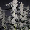 Purple Lemonade FF Feminized Esrar Tohumu (Fast Buds)