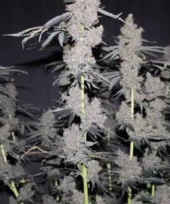 Purple Lemonade FF Feminized Esrar Tohumu (Fast Buds)