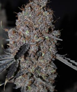 Purple Lemonade FF Feminized Esrar Tohumu (Fast Buds)