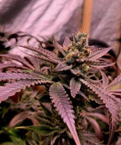 Purple Lemonade FF Feminized Esrar Tohumu (Fast Buds)