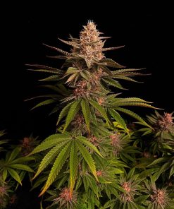 Purple Lemonade FF Feminized Esrar Tohumu (Fast Buds)