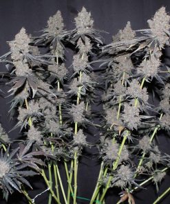 Purple Lemonade FF Feminized Esrar Tohumu (Fast Buds)