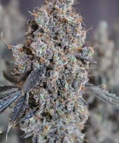 Purple Lemonade FF Feminized Esrar Tohumu (Fast Buds)