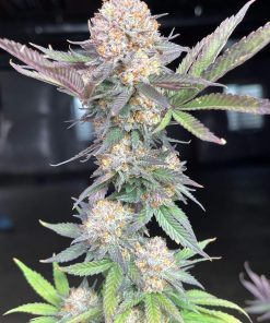 Purple Lemonade FF Feminized Esrar Tohumu (Fast Buds)