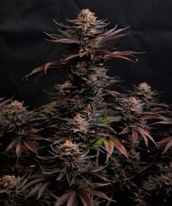 Purple Lemonade FF Feminized Esrar Tohumu (Fast Buds)