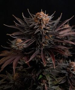 Purple Lemonade FF Feminized Esrar Tohumu (Fast Buds)