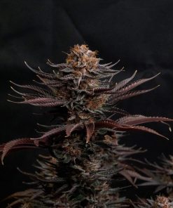 Purple Lemonade FF Feminized Esrar Tohumu (Fast Buds)