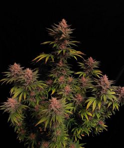 Purple Lemonade FF Feminized Esrar Tohumu (Fast Buds)