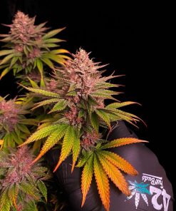 Purple Lemonade FF Feminized Esrar Tohumu (Fast Buds)