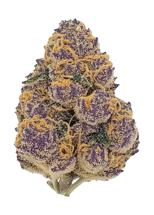 Purple Lemonade FF, sert limon ve portakal aromalarıyla öne çıkan Sativa baskın bir türdür. Yüksek THC içeriğiyle dikkat çeker. Genetik yapısını keşfedin.