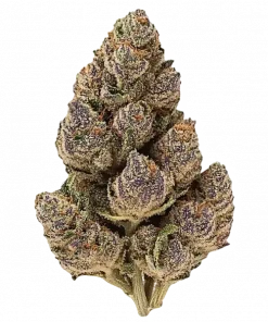 Purple Limeade, üzüm ve limon aromalı, yüksek THC'li Indica baskın bir türdür. Rahatlatıcı etkileriyle öne çıkar. Bu eşsiz türü keşfedin.