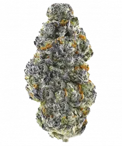 Purple Lobster, yaban mersini aroması ve yüksek THC içeriğiyle bilinen dengeli bir hibrit türdür. Genetik yapısını ve potansiyel faydalarını keşfedin.