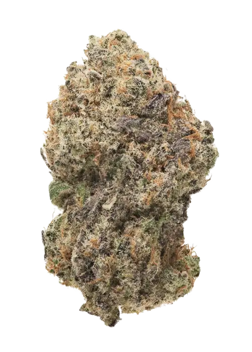 Purple Majik R1, tatlı meyve aromaları ve rahatlatıcı etkileriyle bilinen Indica dominant bir türdür. Stres ve uykusuzluk için ideal. Genetik yapısını keşfedin.